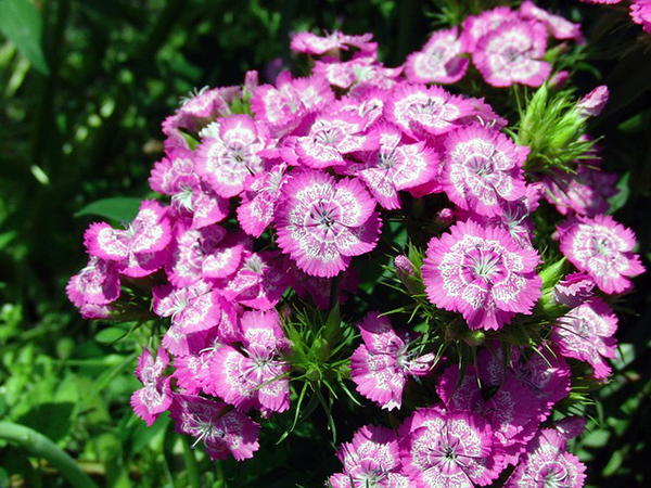 Tìm hiểu về loại hoa cẩm chướng xinh đẹp