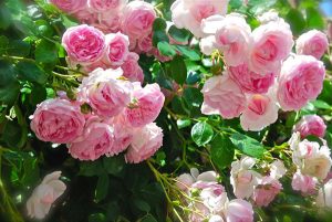 cách trồng và chăm sóc hoa hồng leo | Blog Cây Cảnh