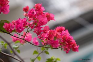 cây hoa giấy đẹp và cách trồng